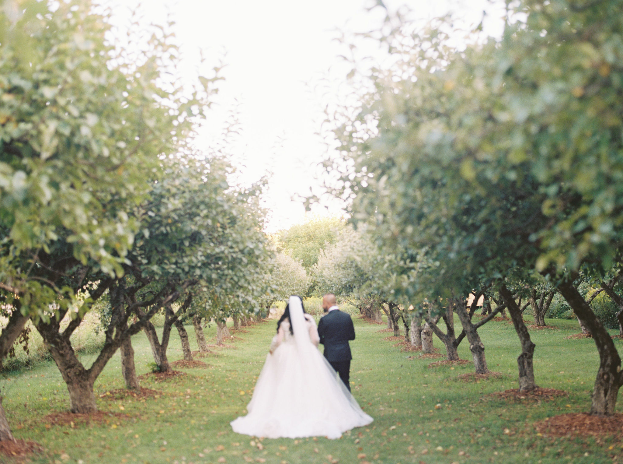Markham Museum Wedding Photography at the Apple Orchard, golden hour sunset a bride and her groom walk through the apple orchard.